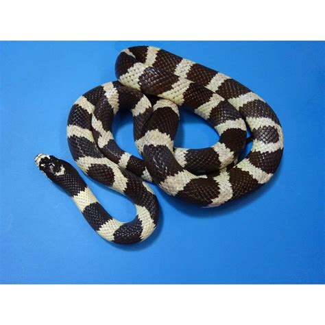 Banded Black & White California King Snake – baby – Strictly Reptiles Inc.