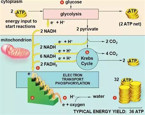 Cellular Respiration Why Is Atp Produced In Photosynt - vrogue.co