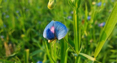 Photos of Flowers Apple Tree in Spring Close-up Stock Image - Image of branch, apple: 185100731