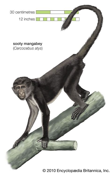 Primate - Hands, Feet, Adaptations | Britannica