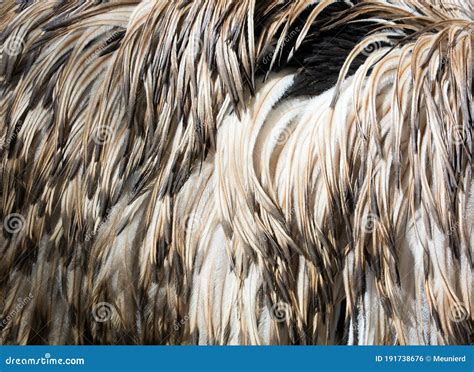 Emu Feathers is the Largest Bird Native To Australia Stock Photo ...