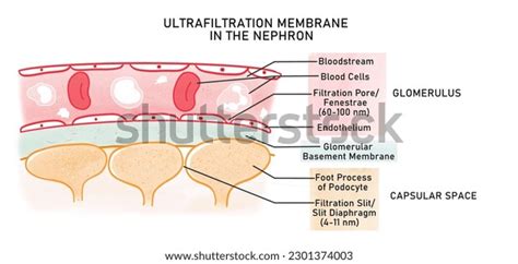 Ultrafiltration Membrane: Over 11 Royalty-Free Licensable Stock ...