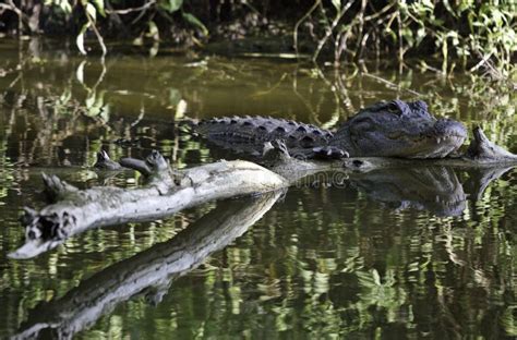 Alligator in Swamp stock photo. Image of crocodile, danger - 10027824