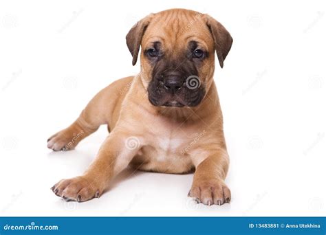 Dogo Canario puppy stock image. Image of whelp, portrait - 13483881