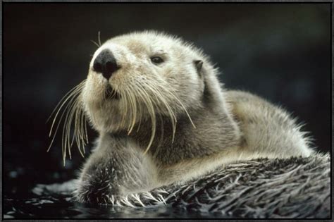 Global Gallery Sea Otter Floating in Kelp, North America by Tim Fitzharris Framed Photographic ...