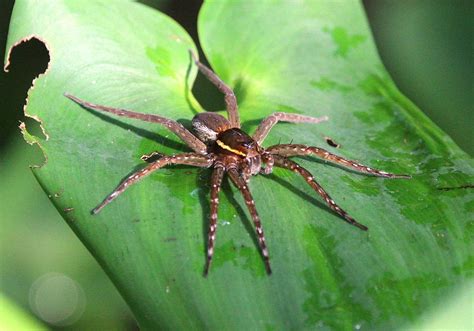 Creepy Spider Photograph by Sandy Zanko - Fine Art America