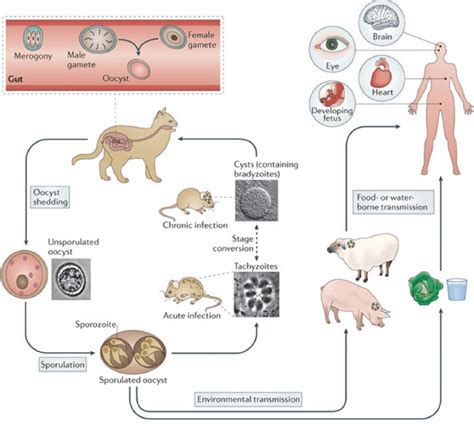 Schematic life cycle of Toxoplasma gondii. | Download Scientific Diagram