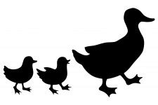 Duck & Ducklings Silhouette Free Stock Photo - Public Domain Pictures