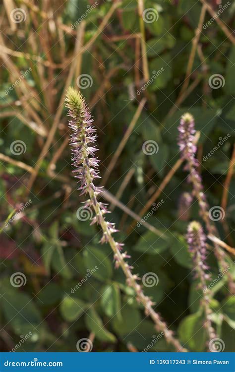 Achyranthes Aspera Sicula Flower Close Up Stock Image - Image of flora, background: 139317243