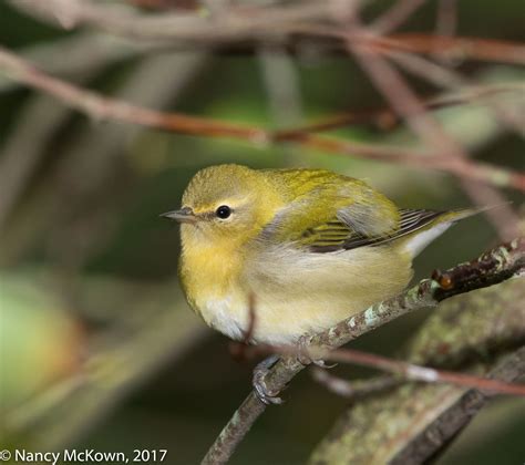 Photographing a Tennessee Warbler- The Power of Framing | Welcome to ...