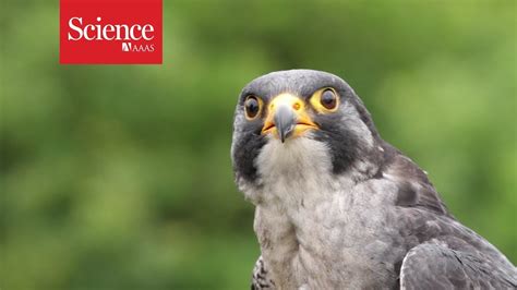 Falcon Images: Peregrine Falcon Fastest Speed