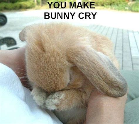 Pin on Sad bunny