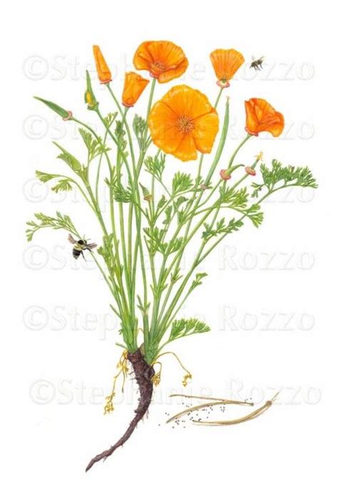 northern california poppy scientific drawing - Google Search | California poppy, Poppy drawing ...