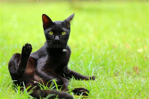 Black cat cleaning itself in strange position in grass field. kitten portrait. 8025912 Stock ...