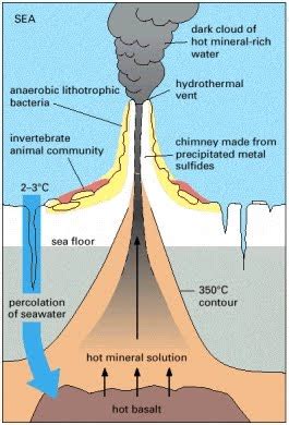 Hydrothermal Vents: Hydrothermal Vent Ecosystem