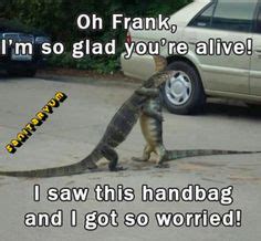 14 Iguana humor ideas | iguana, funny animals, humor