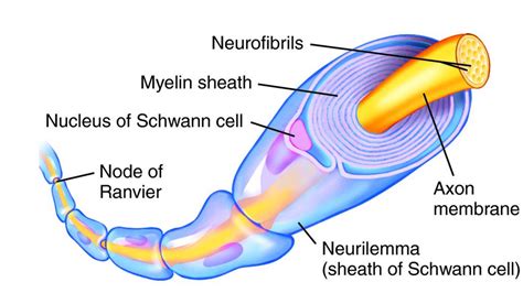 Ap psychology, Human anatomy and physiology, Sheath