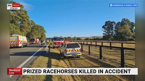 Five prized racehorses killed in road accident | The Courier Mail