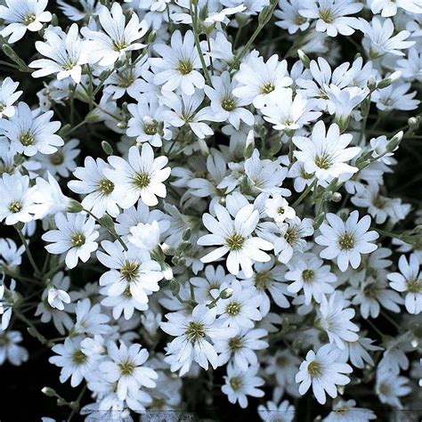 Cerastium tomentosum | Thompson & Morgan