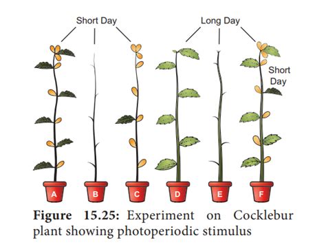 Photoperiodism