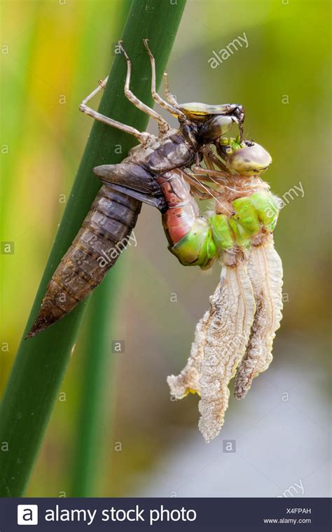 Dragonfly Nymph Water Stock Photos & Dragonfly Nymph Water Stock Images - Alamy