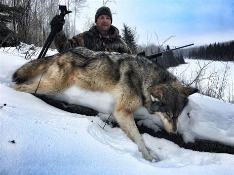 Alberta Canada Wolf Hunts - Timber King Outfitting