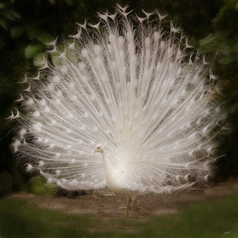 Albino Peacock #1 Photograph by Joseph G Holland - Fine Art America