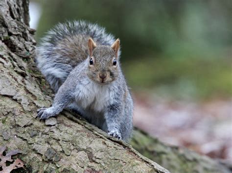 Winter is Coming: The Squirrels are Ready | Burlington Parks, Recreation & Waterfront