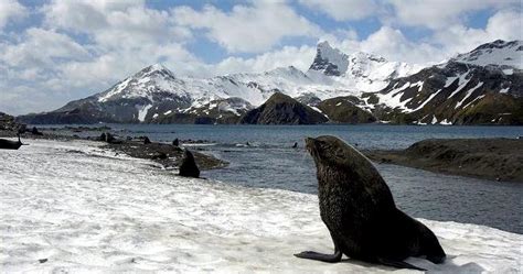 Antarctic Fur Seal – "OCEAN TREASURES" Memorial Library