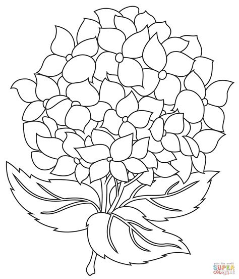 Hydrangea coloring page | Free Printable Coloring Pages