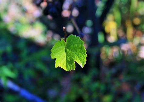 Single Green Leaf Free Stock Photo - Public Domain Pictures