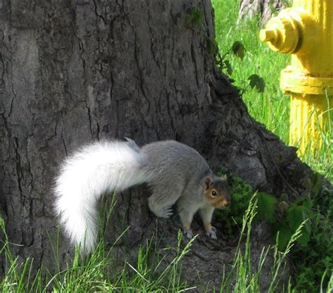 White Tailed Squirrel sighting