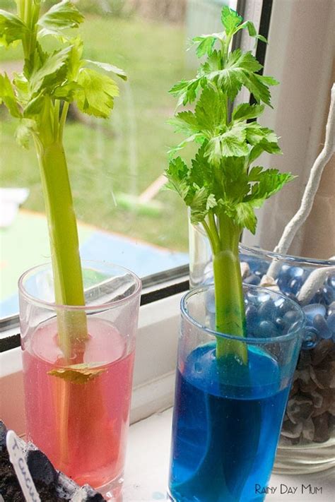 Celery Science - plant science transpiration in action