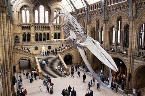 NHM London | Chisholm Lab