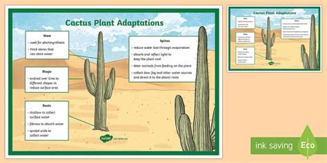 Cactus Plant Adaptation Display Poster (teacher made)