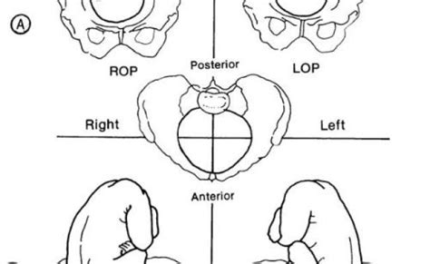 Fetal Position Drawing Reference – Theme Loader