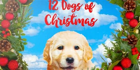 7 Entertaining Dog Movies for the Christmas Season