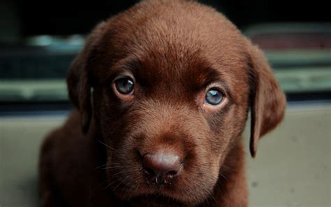 labrador retriever blue eyes | someday | Pinterest | Blue eyes ...