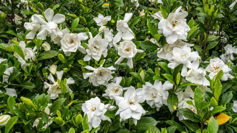 The Southern Charm of Gardenias — The Family Tree Garden Center