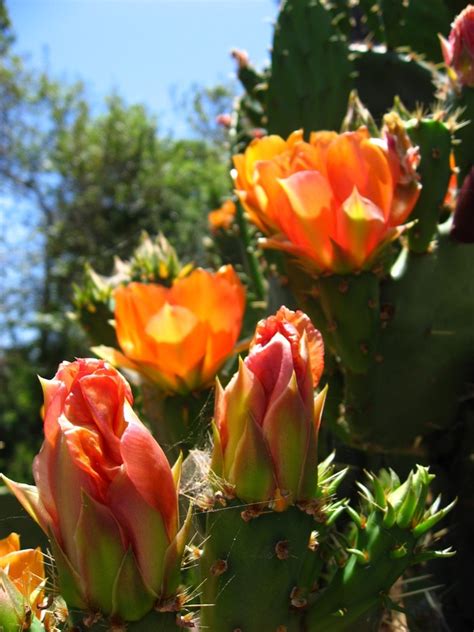 Native California cactus flowers | California native plants, Cactus ...