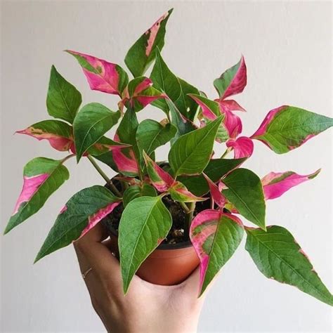 Our Guide in Growing Indoor Alternanthera (Joseph's Coat, Parrot-Leaf)