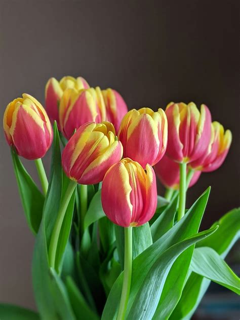 Yellow And Pink Tulips