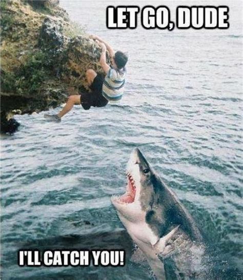 Let Go Dude I Will Catch You Funny Shark Meme Image | Funny animals ...