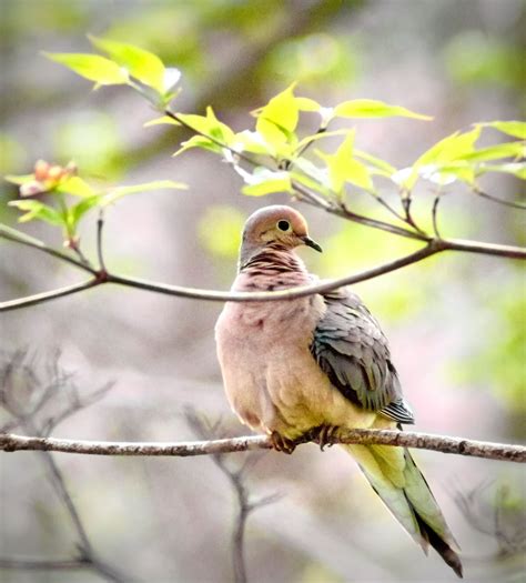 What Does a Mourning Dove Call Sound Like? - Birds and Blooms