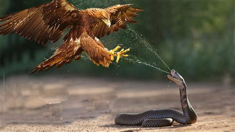 Most Spectacular Snakes and Reptiles Attacks in the Wild! – Eagles vs Snake, Jaguar vs Anaconda ...