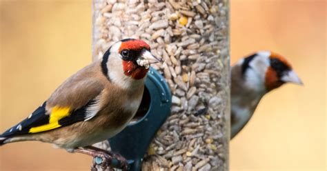 How to get started with garden bird feeding - Happy Beaks Blog