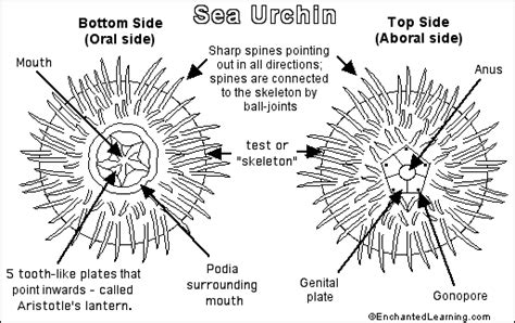 Sea Urchin- Enchanted Learning Software