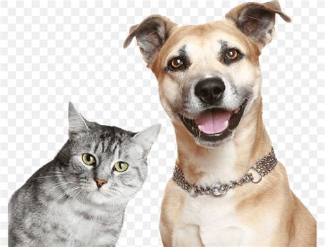 Dog–cat Relationship Kitten Puppy Pet, PNG, 779x624px, Dog, Animal Shelter, Cat, Cat Like Mammal ...