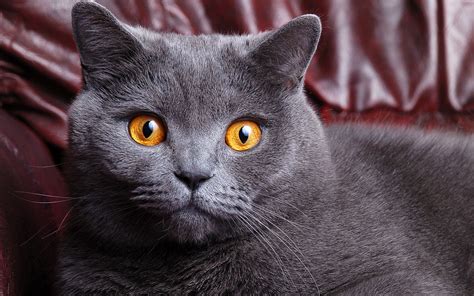 Gray cat at home, yellow eyes, face close-up Wallpaper | 1920x1200 resolution wallpaper download ...