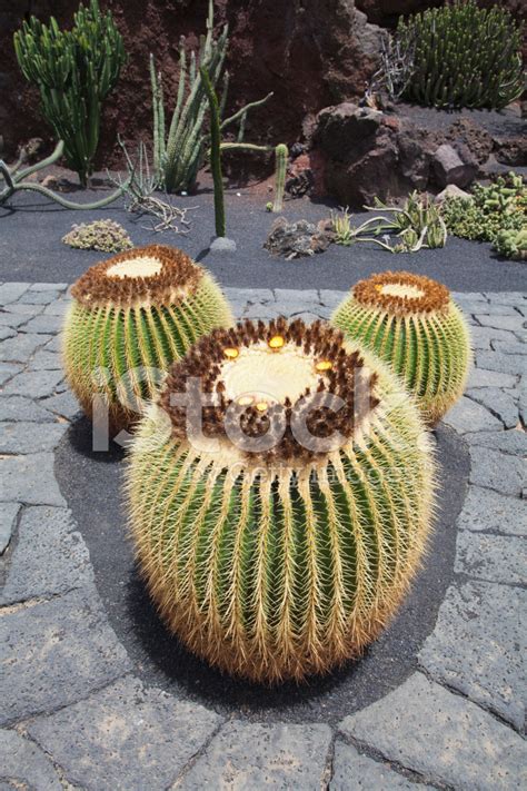 Cactus Garden In Lanzarote Stock Photo | Royalty-Free | FreeImages